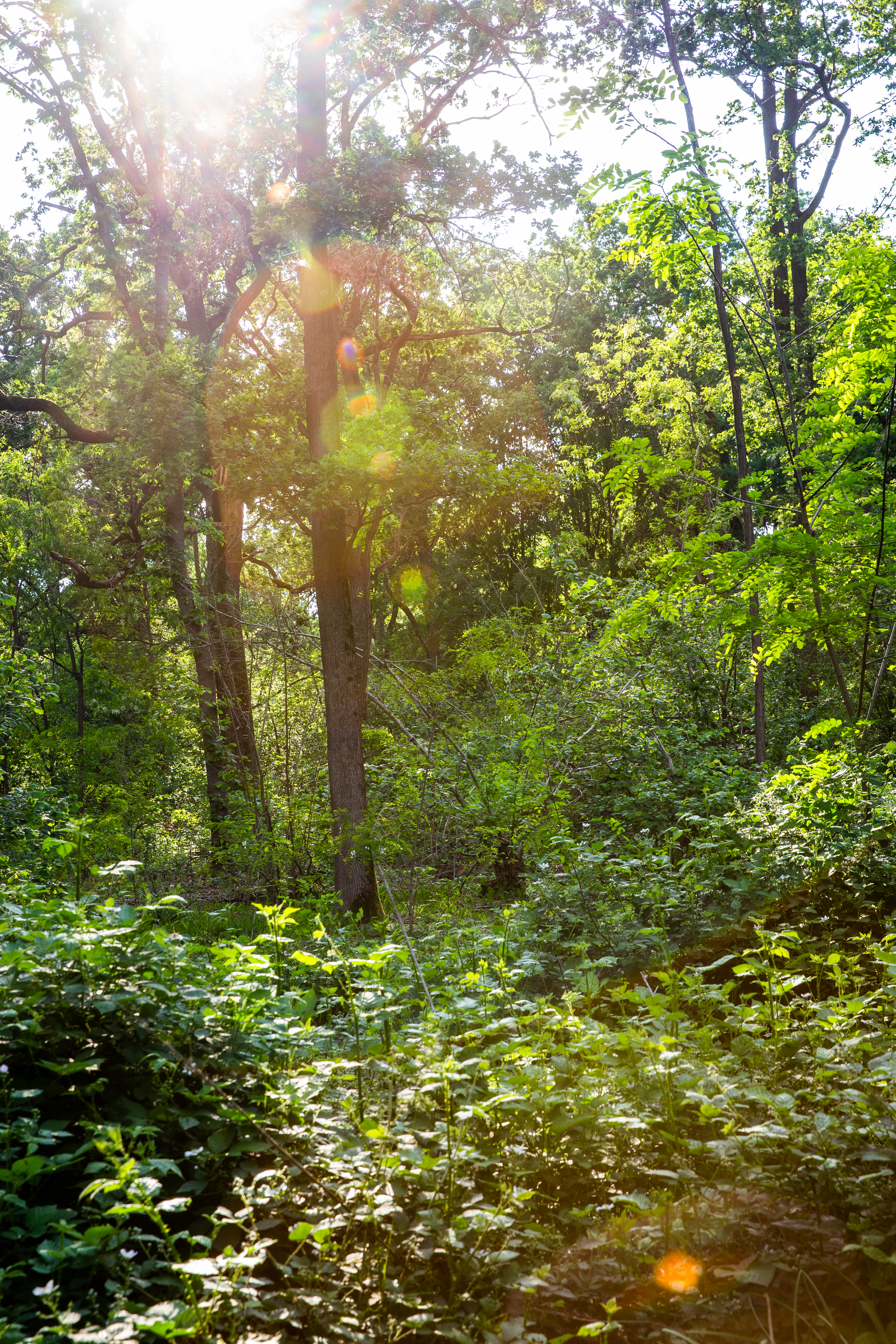 Scorcio del Bosco delle Sorti della Partecipanza