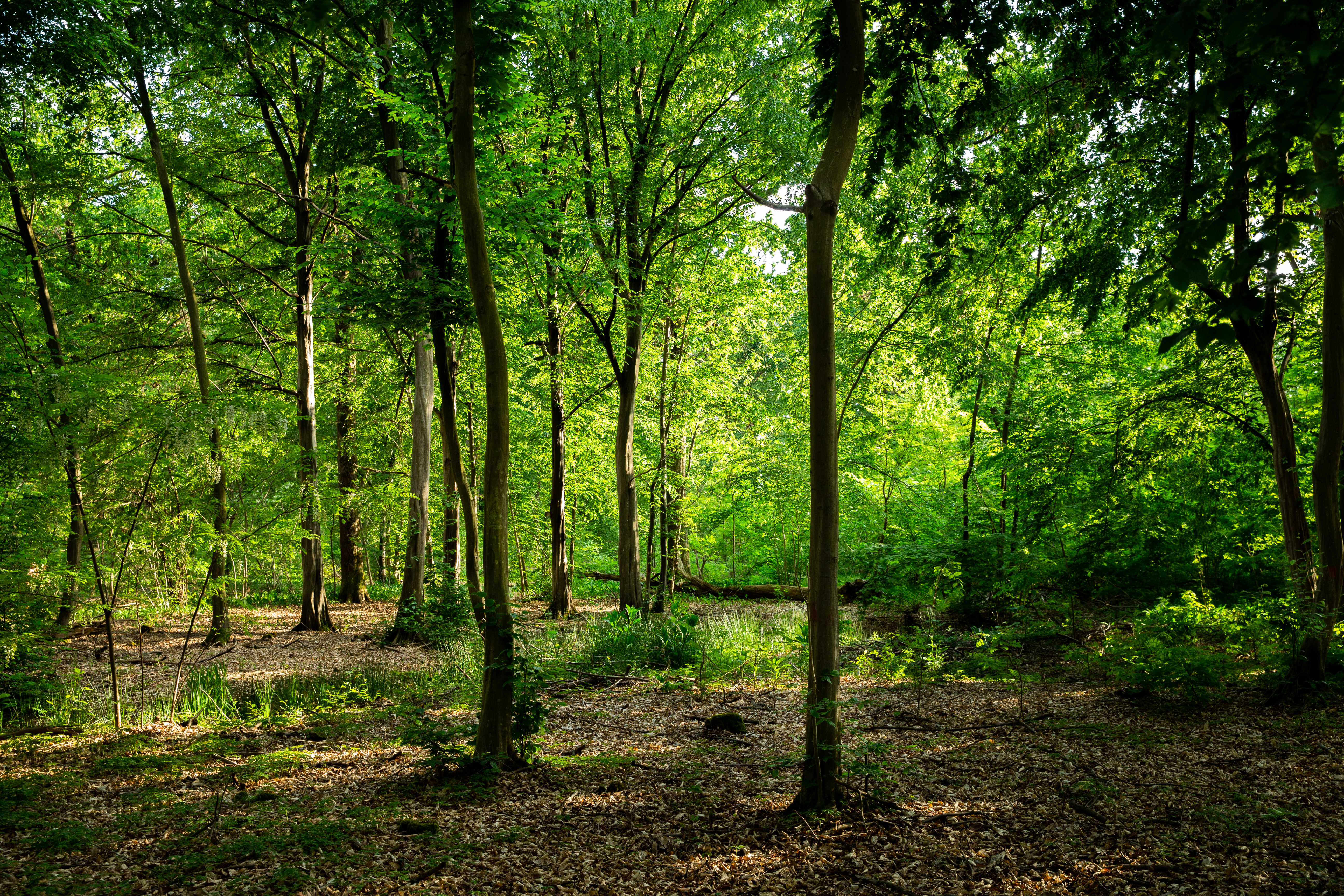 foreste patrimonio da proteggere