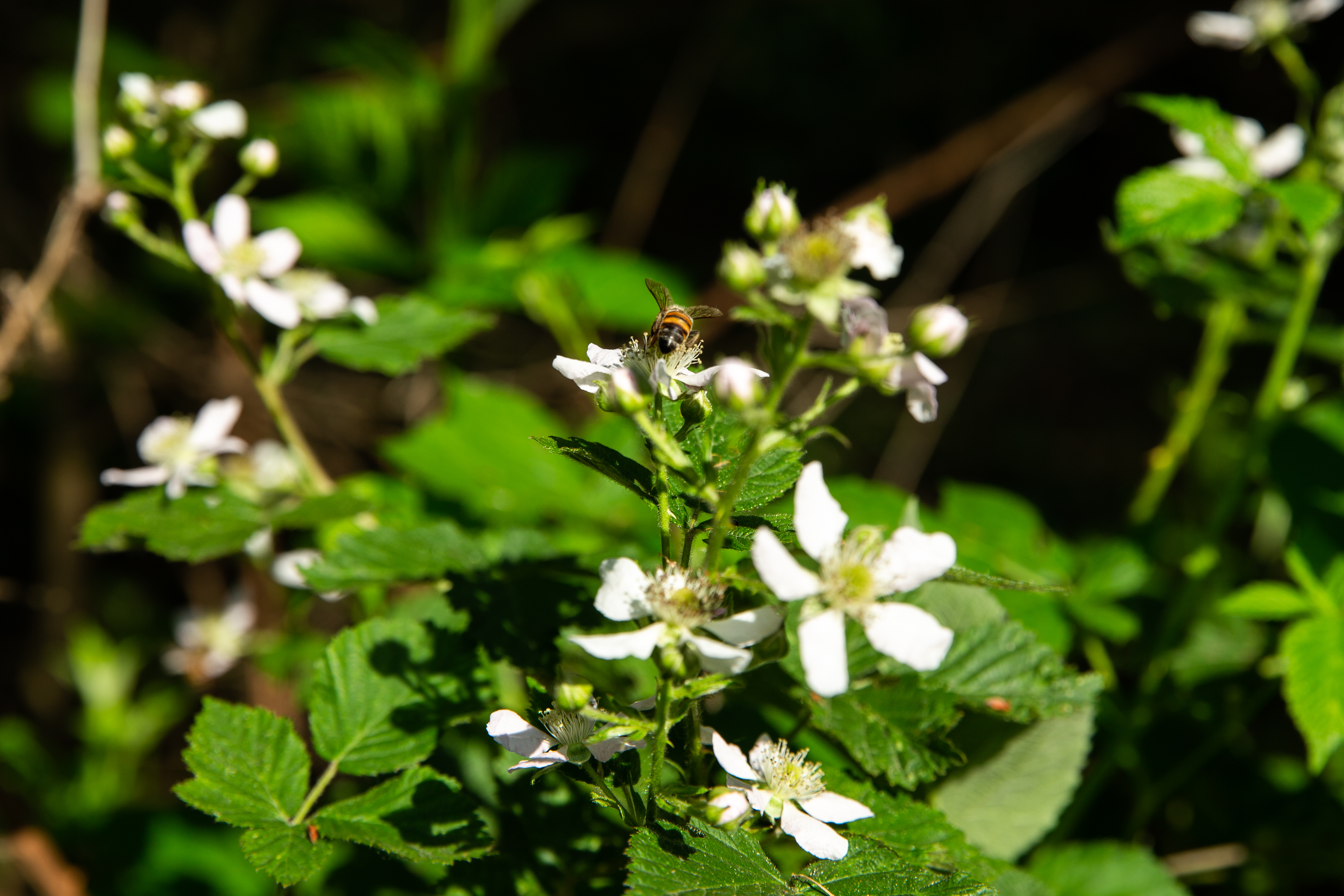 Protezione della biodiversità