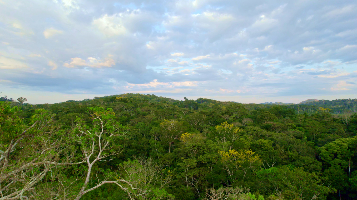 FSC Proteggere i paesaggi forestali intatti