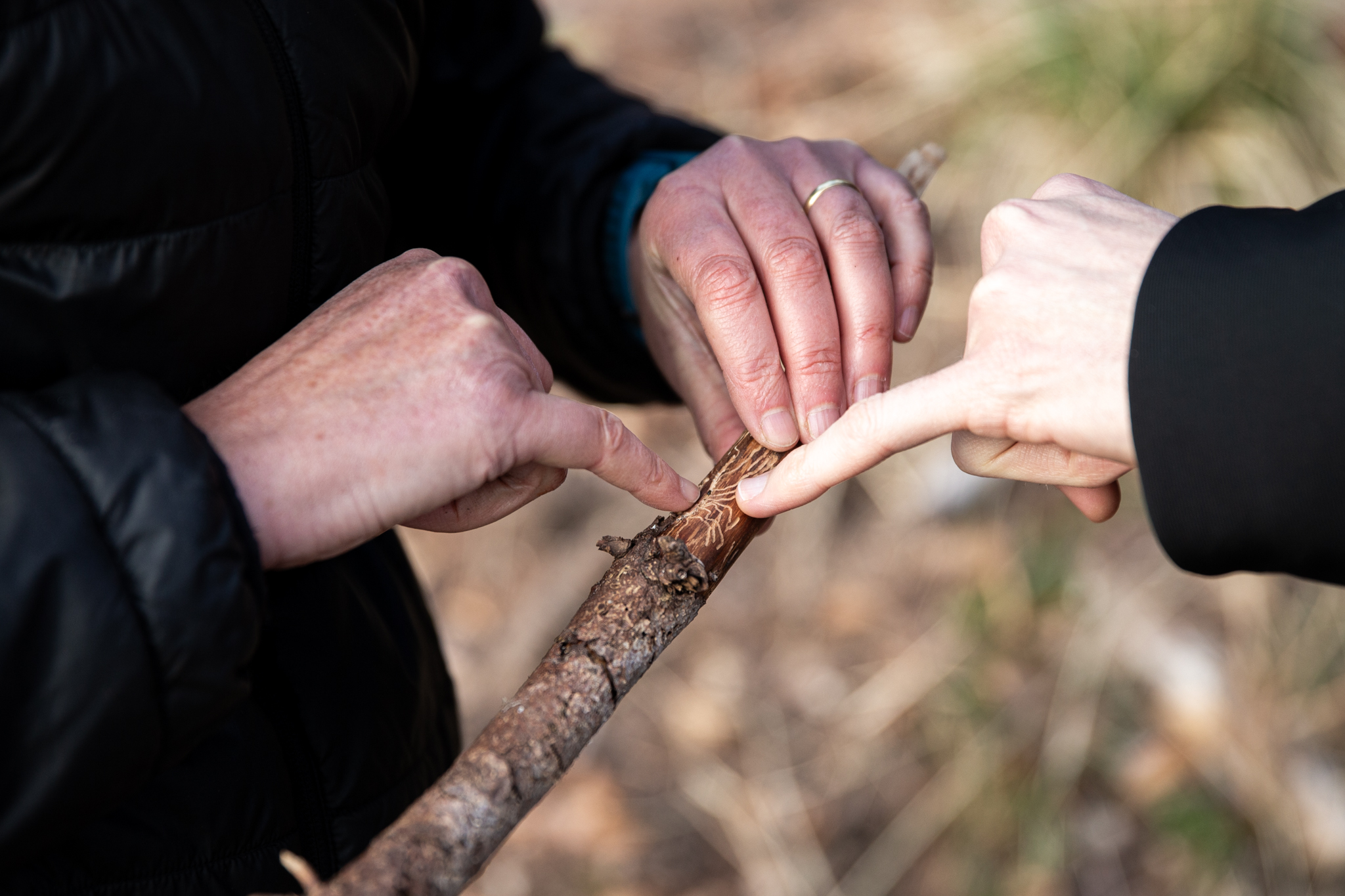 Donne occupate nei comparti della filiera forestale