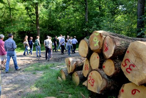 [ASTA] Tondame certificato FSC del Bosco della Partecipanza di Trino (VC)