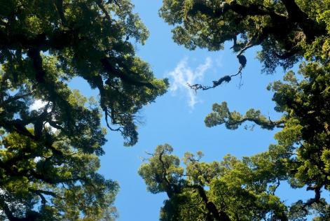 La resilienza delle foreste nella sfida contro il climate change
