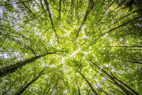 I piani alla COP28 per proteggere e ripristinare le foreste