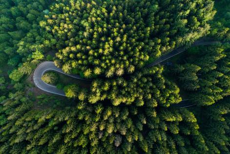 Giornata Internazionale delle Foreste 2024