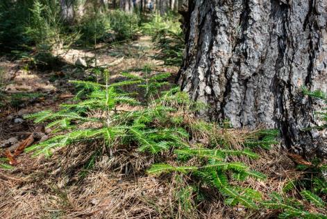 Un manifesto per una selvicoltura più vicina alla Natura
