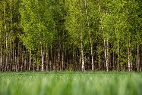 Ciclo di verifiche delle transazioni su pannelli di betulla in Cina e Europa.jpg