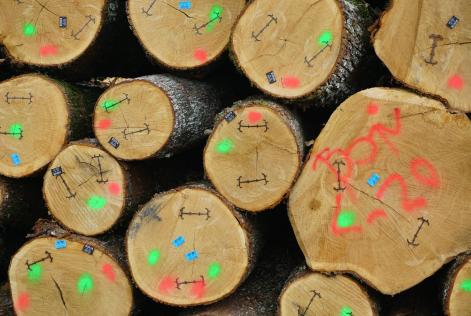 [WEBINAR]: FSC EUDR Aligned e mercato italiano