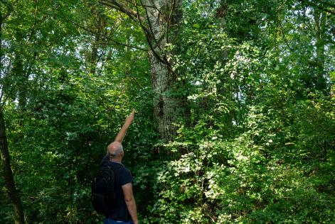 FSC Italia al Forum sulla Bioeconomia delle Foreste di Legambiente