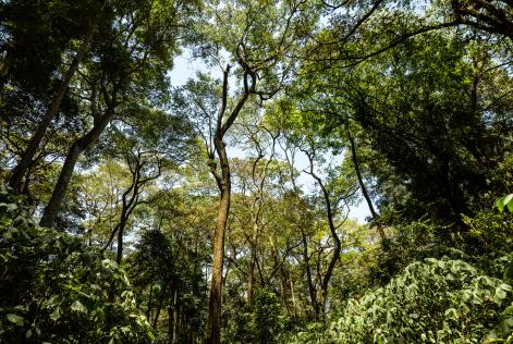 Buone notizie dalle catene di fornitura del teak africano