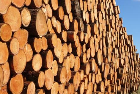 EUDR: alcuni aggiornamenti sull’Analisi del Rischio FSC