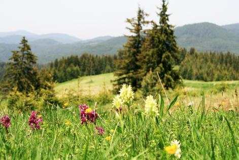 La Bulgaria entra a far parte della rete globale FSC