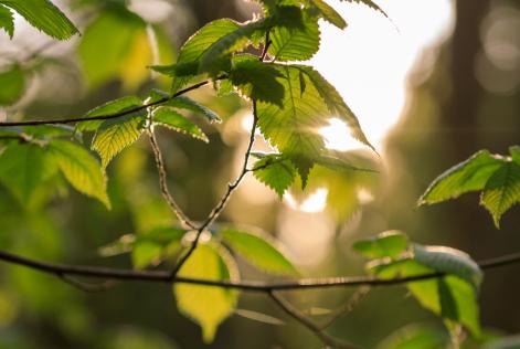 Quattro mesi all’attuazione dell’EUDR: un breve aggiornamento