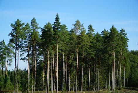 Formazione: un nuovo corso sulla Gestione Forestale FSC