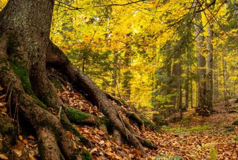 FSC e EUDR: passi concreti per le foreste