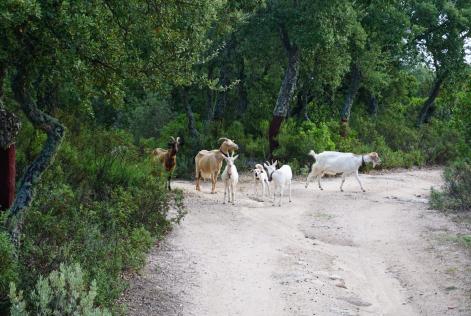 Lo stato delle foreste mediterranee, in un nuovo report