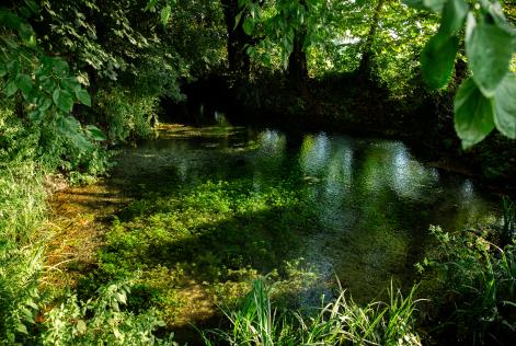 "Teniamo insieme foreste, persone e futuro”: il messaggio del Direttore di FSC Italia