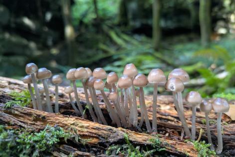 Pubblicata la Guida Claim sui Servizi Ecosistemici FSC