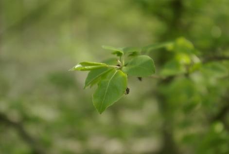 2° meeting europeo per i piccoli proprietari forestali