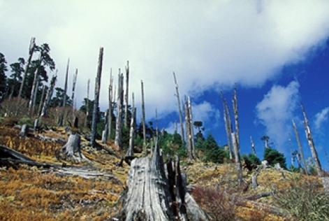 I sistemi di gestione di FSC sono pensati in funzione delle foreste.