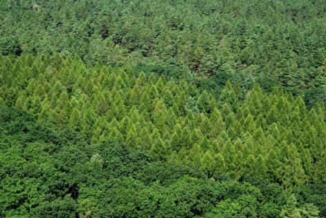 Free image forest