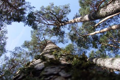 Spagna pino silvestre