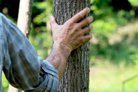 Foreste Regionali della Lombardia: Giornata aperta alla consultazione dei portatori di interesse