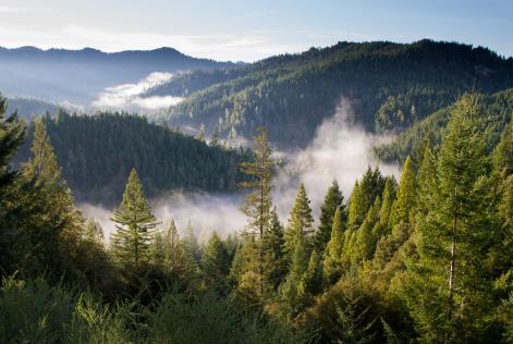 Forum Nazionale delle Foreste: un tavolo per discutere di tutela e valorizzazione del patrimonio forestale italiano