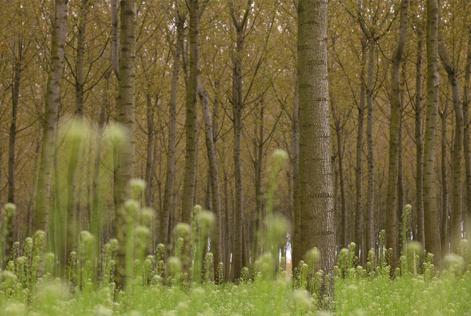 Sottoposta a verifica la bozza finale del nuovo standard nazionale di Gestione Forestale