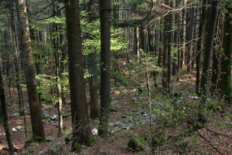 Opportunità ed innovazione legate al nuovo standard FSC di gestione forestale nazionale