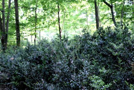Nuovo standard di gestione forestale nazionale FSC: opportunità, innovazioni e risvolti professionali