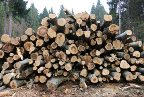 Esteso a marzo 2019 il processo per l’identificazione della strategia sul Legno Controllato FSC