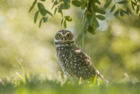 Salvaguardiamo le foreste per conservare la biodiversità