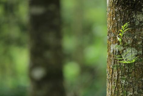 Earth Day 2019: diamo voce alle foreste del mondo