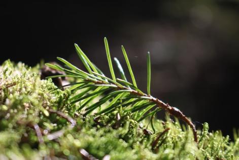 Pubblicata la nuova politica sui pesticidi di FSC