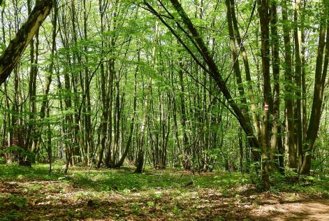 Compagnia delle Foreste lancia un nuovo video su ceduo e sostenibilità