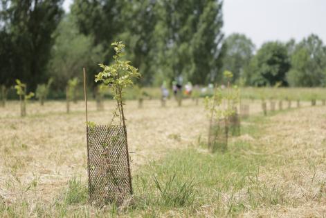 Valorizzazione del patrimonio forestale pubblico: ecco Mosaico Verde