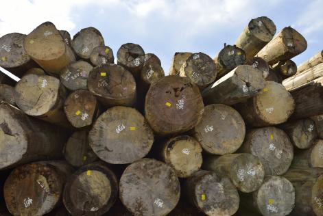 Timber Regulation: un convegno per far luce su obblighi e disposizioni