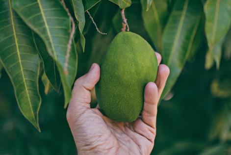 Giornata mondiale dell’alimentazione, FSC Italia “Foreste e agricoltura gestiti responsabilmente per il bene di tutti"
