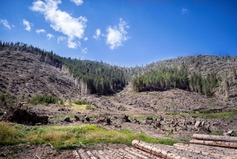 #Oneyearafter: Vaia e il futuro delle foreste in Italia