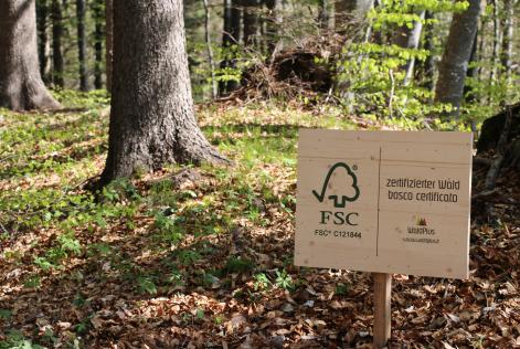 Aperta la consultazione sullo Standard di Certificazione di Gestione Forestale di Gruppo