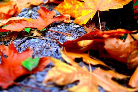 Pubblicati i documenti guida FSC sugli Alti Valori di Conservazione
