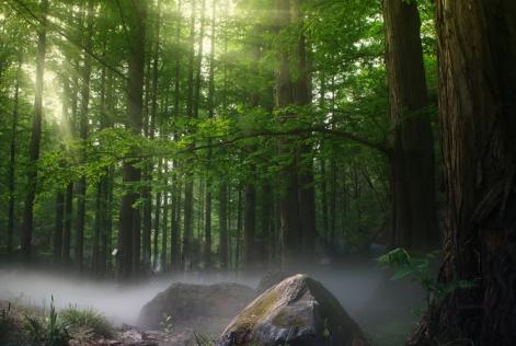FAO pubblica un nuovo documento su cambiamenti climatici, comunità e foreste
