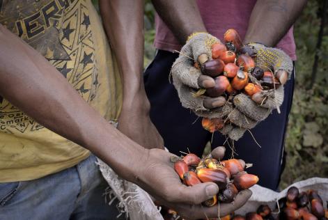Le filiere sostenibili sono la chiave per combattere la deforestazione tropicale