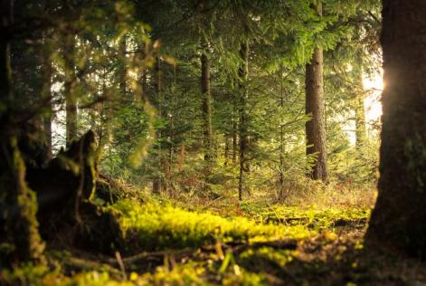 Foreste, alleate naturali della nostra salute