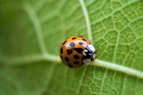 Aggiornamenti sulla Politica FSC sui Pesticidi – estensione del periodo di transizione