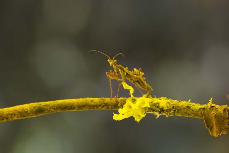Proteggere la biodiversità nel cuore dell'Amazzonia