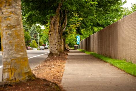 I benefici degli alberi sulla nostra salute psichica