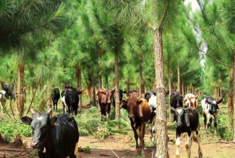 Una nuova speranza per le foreste e le comunità rurali dell’Uganda