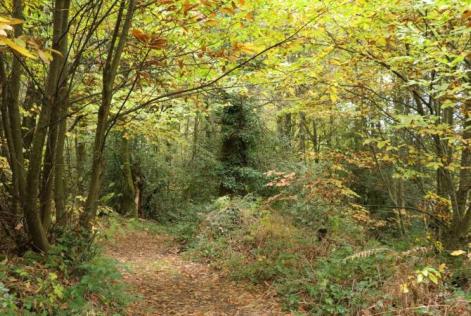 Una scommessa per il ripristino della biodiversità nelle foreste francesi